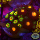 Krustenanemonen „Rasta Nipple“