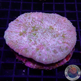 Echinophyllia spp. „Star Cloud“ WYSIWYG „AD Special“