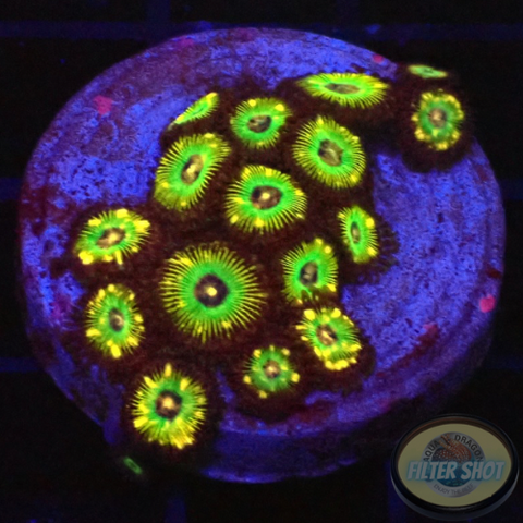 Krustenanemonen „Brazil“ 🇧🇷 WYSIWYG