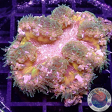 Phymanthus crucifer WYSIWYG