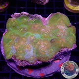 Echinophyllia spp. „Fort Knox“ WYSIWYG „AD Special“