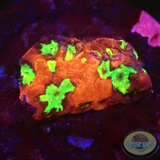 Favia spp. „Intense“ WYSIWYG „AD Special“