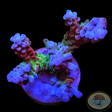 Acropora spp. „Rainbow“ 🌈 WYSIWYG