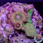 Krustenanemonen „Lemon Heads & Pavona“ WYSIWYG „AD Special“