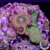 Krustenanemonen „Lemon Heads & Pavona“ WYSIWYG „AD Special“