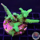 Acropora formosa „Nuclear“ WYSIWYG „AD Special“