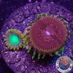 Krustenanemonen „Radioactive Chili“