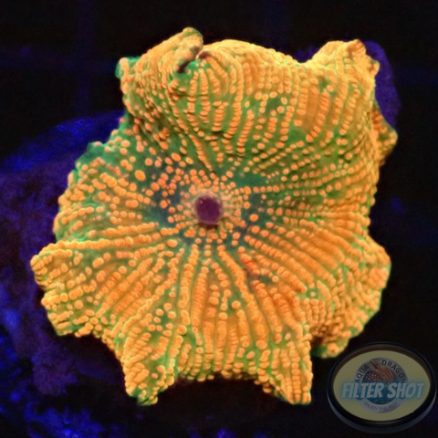 Discosoma spp. „Pearly“ AD Special