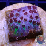 Cyphastrea spp. „Rainbow Skittles“ WYSIWYG „AD Special“