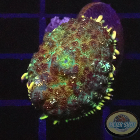 Rhodactis spp. „On the Clam“ WYSIWYG „AD Special“