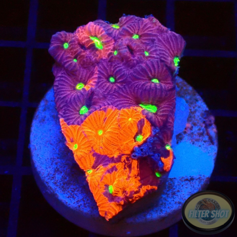 Favites spp. „Ultra Warrior“ WYSIWYG „AD Special“