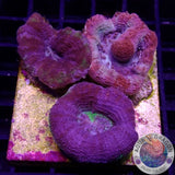 Homohyllia bowerbanki „Trio Bowie“ WYSIWYG „AD Special“