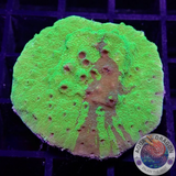 Astreopora spp. „Toxic Graft“ WYSIWYG „AD Special“