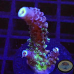 Acropora tenuis “Purple G”