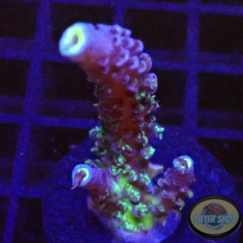 Acropora tenuis “Purple G”