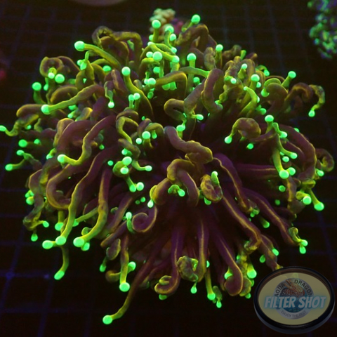 Euphyllia glabrescens „Dragon Soul“ 🐉