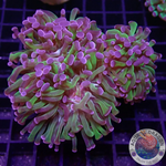 Euphyllia paraancora “Omega” WYSIWYG “AD Special”