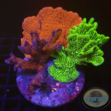Montipora spp. „Monti Club“ WYSIWYG „AD Special“