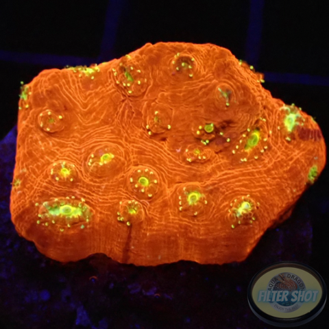 Echinopora spp. „Maximus“ WYSIWYG