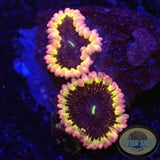 Krustenanemonen „Dark Matter“ WYSIWYG