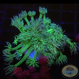 Goniopora spp. „Lipstick“ WYSIWYG „AD Special“