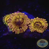 Krustenanemonen „Rainbow Punch & Adonis“ WYSIWYG
