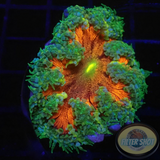 Phymanthus crucifer WYSIWYG