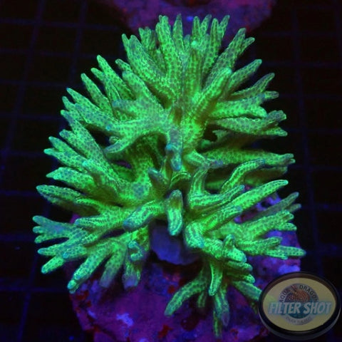 Seriatopora hystryx „Toxic Torn“ WYSIWYG