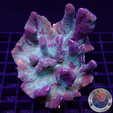Pectinia spp. „Camo“ WYSIWYG „AD Special“