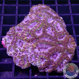 Micromussa spp. „Rainbow Tiger“ WYSIWYG