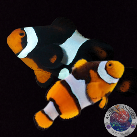 Amphiprion percula „Semi Onyx Misbar“ Breeding Pair Nachzucht