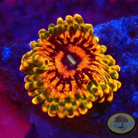 Krustenanemonen „GMK“ WYSIWYG