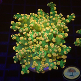 Euphyllia paradivisa „Grape Frog“ AD Special