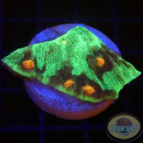 Echinophyllia spp. „Raja Rampage“ WYSIWYG