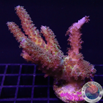 Acropora tenuis „PT“ WYSIWYG