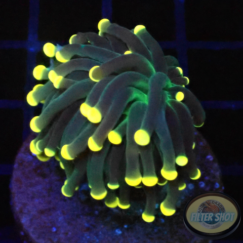 Euphyllia glabrescens „Snake“ WYSIWYG „AD Special“