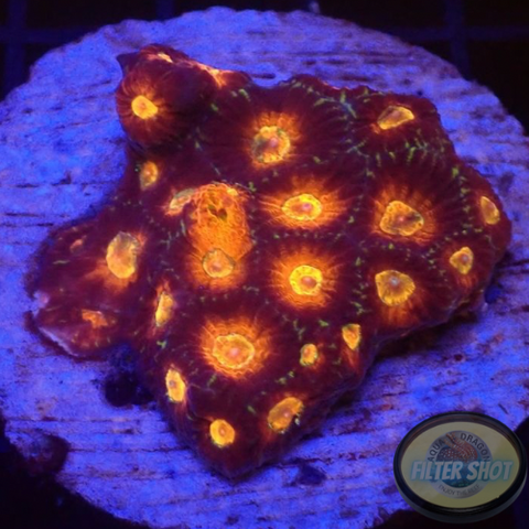 Favia spp. „Tectonic“ WYSIWYG