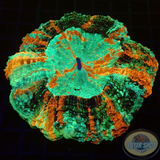 Acanthophyllia deshayesiana „Rainbow“ 🌈 WYSIWYG