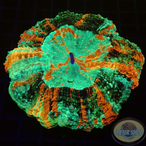 Acanthophyllia deshayesiana „Rainbow“ 🌈 WYSIWYG