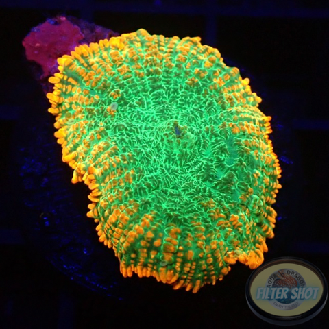 Rhodactis spp. „Tequila Sunrise“ AD Special