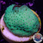 Pavona spp. „Toxic“