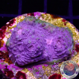 Echinophyllia spp. „Pinked Eye“ WYSIWYG „AD Special“