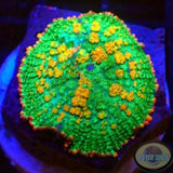Rhodactis spp. „Franky‘s Bride“
