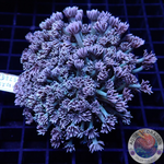 Goniopora spp. 🌈 „Rainbow“ WYSIWYG