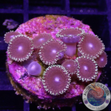 Krustenanemonen „Crown Jewel“ WYSIWYG „AD Special“