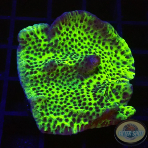 Montipora confusa WYSIWYG