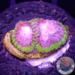 Favia spp. “Tranquility” WYSIWYG
