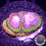 Favia spp. “Tranquility” WYSIWYG