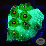 Echinophyllia spp. „Avatar“