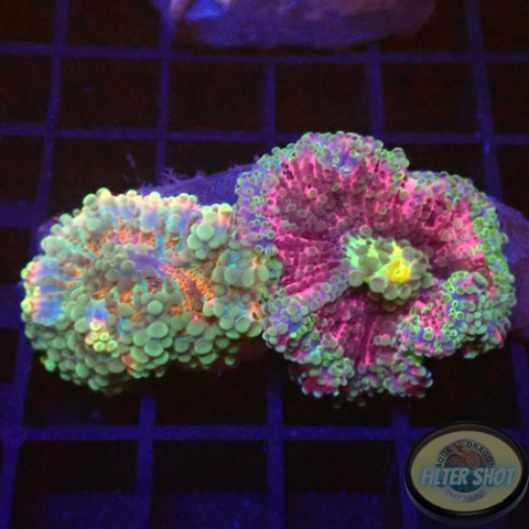Ricordea yuma “Double Rainbow” WYSIWYG “AD Special”